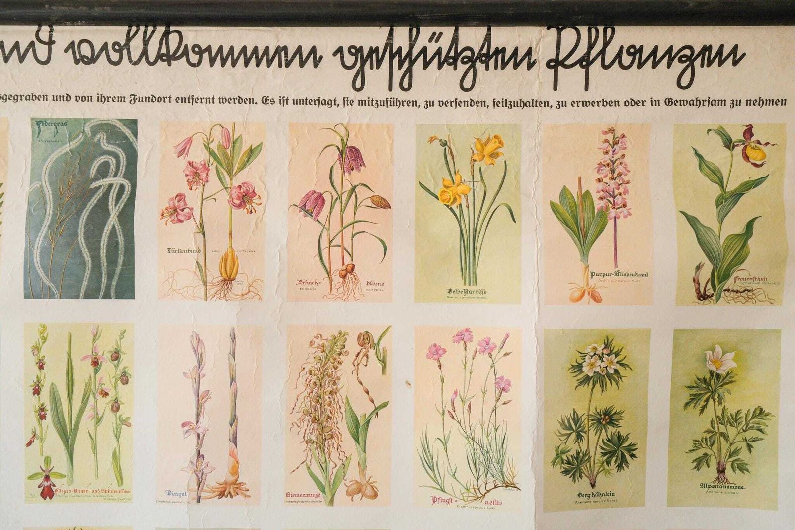 Original Small Botanical Vintage 1930s German School Educational Wall Chart Various Protected Plants Botany Beautiful Rare photo Art