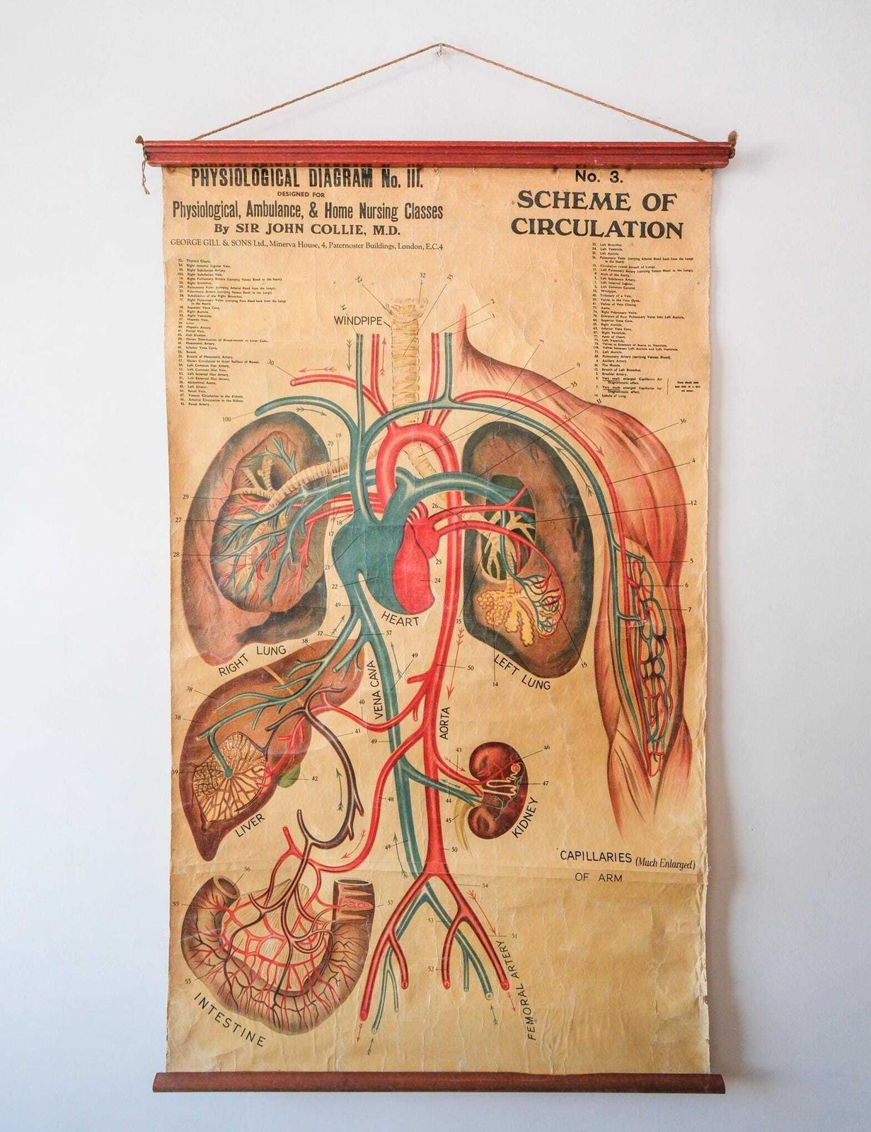 Original Anatomical Antique Vintage British Educational Wall Chart Heart Circulatory System Veinous John Collie Anatomy Cardiology Rare