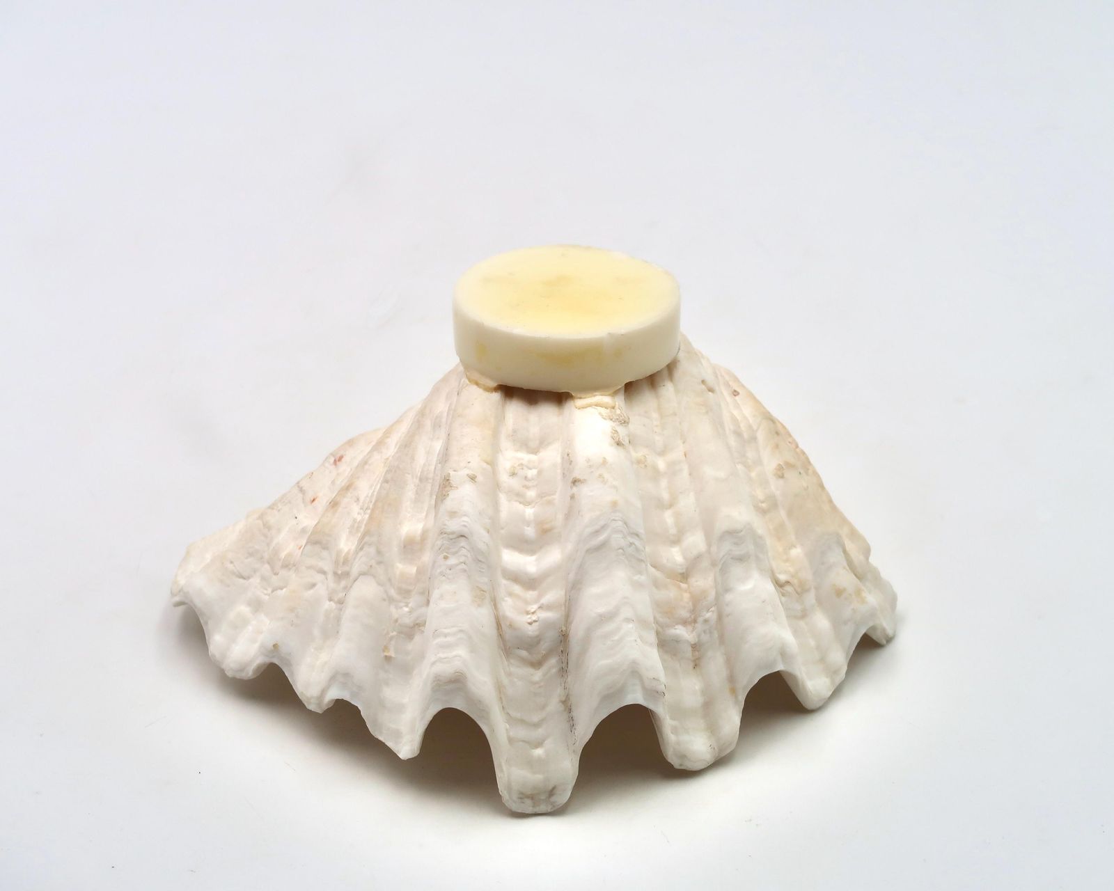 Zeeschelp, Ringenschaaltje, Tridacna Schelp, Ca. Jaren 1970 / Schaaltje, Zeepschaaltje, Cabinet Of Curiosity, Sieradenpresentatie, Woondecoratie, Minimalistisch Badkamer photo 218.0