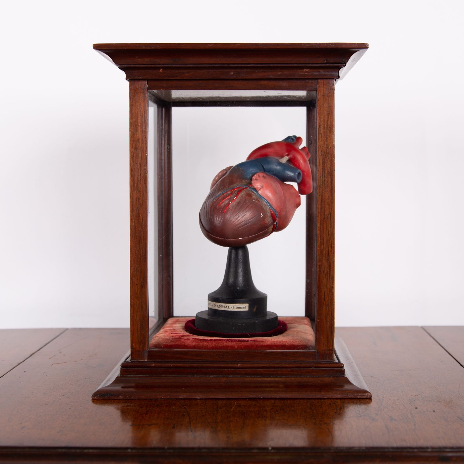 Anatomical Heart In Fine Display Case Cabinet photo furniture