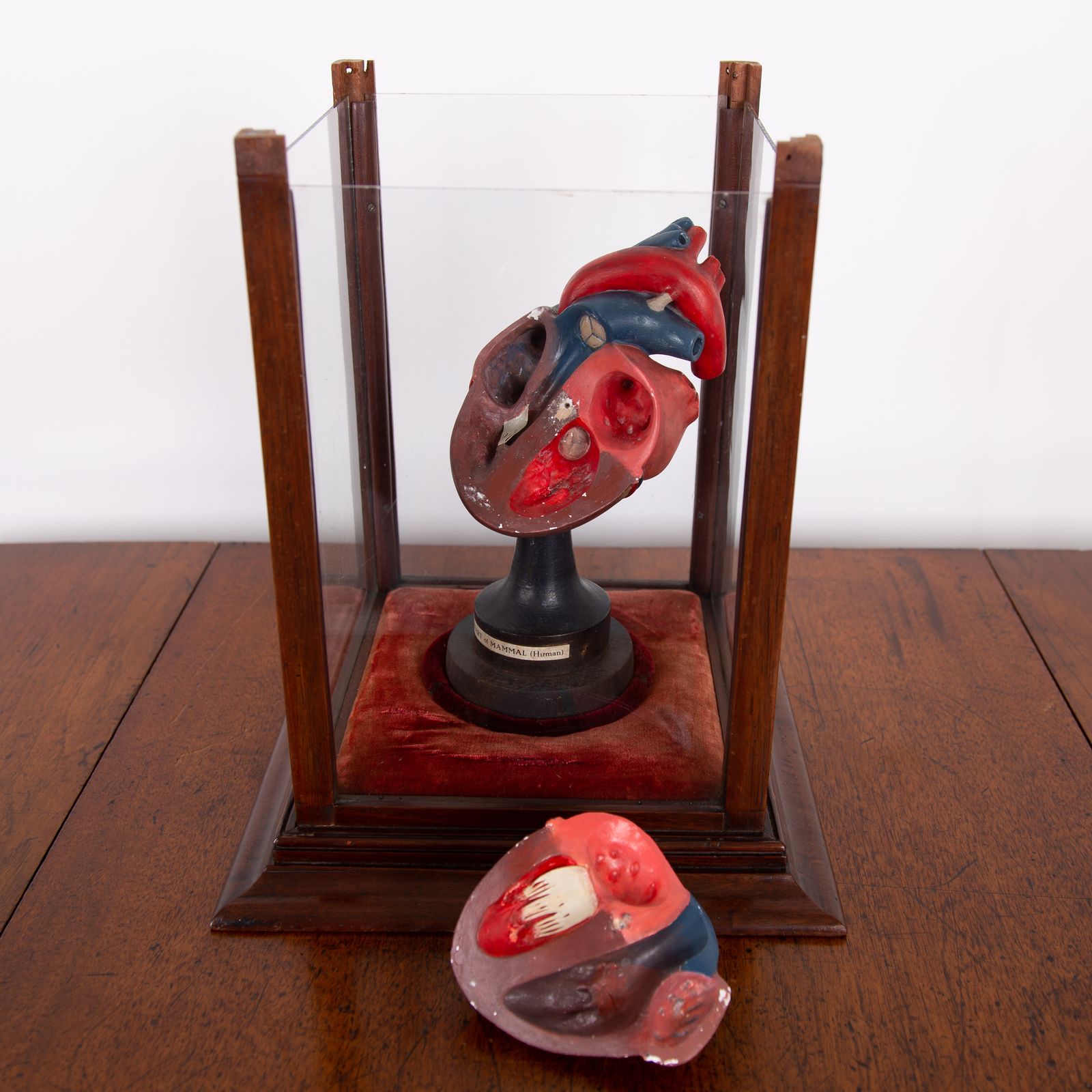 Anatomical Heart In Fine Display Case Cabinet photo buy