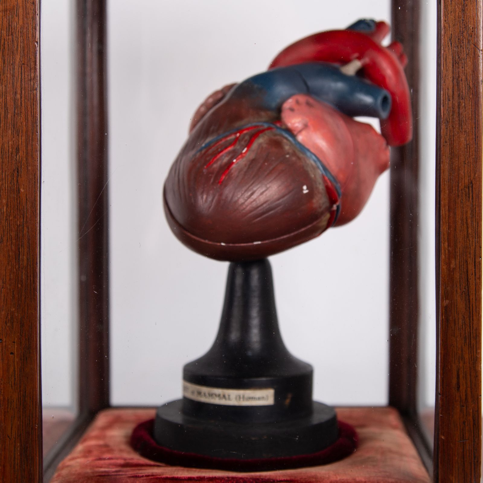 photo for sale Anatomical Heart In Fine Display Case Cabinet