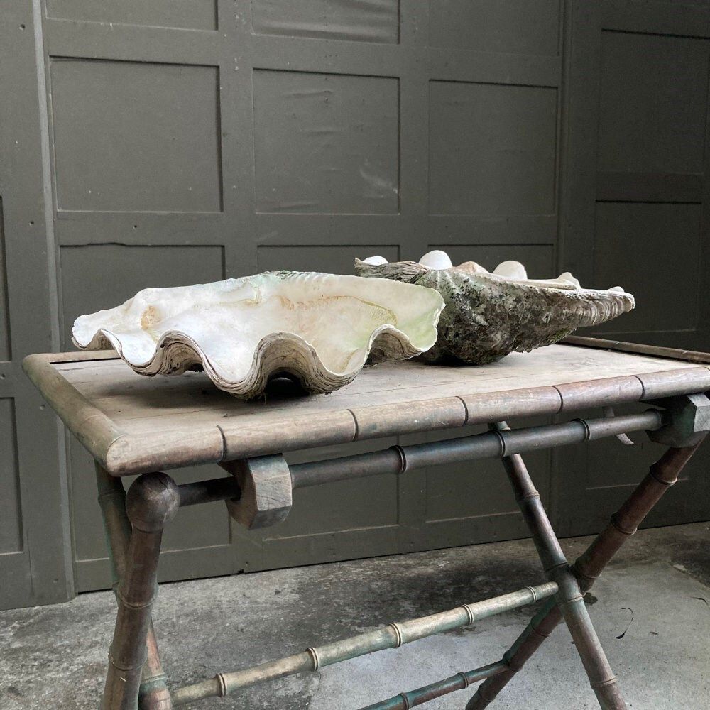 Garden Decor Two Large Antique Clam Shells, 1800s photo