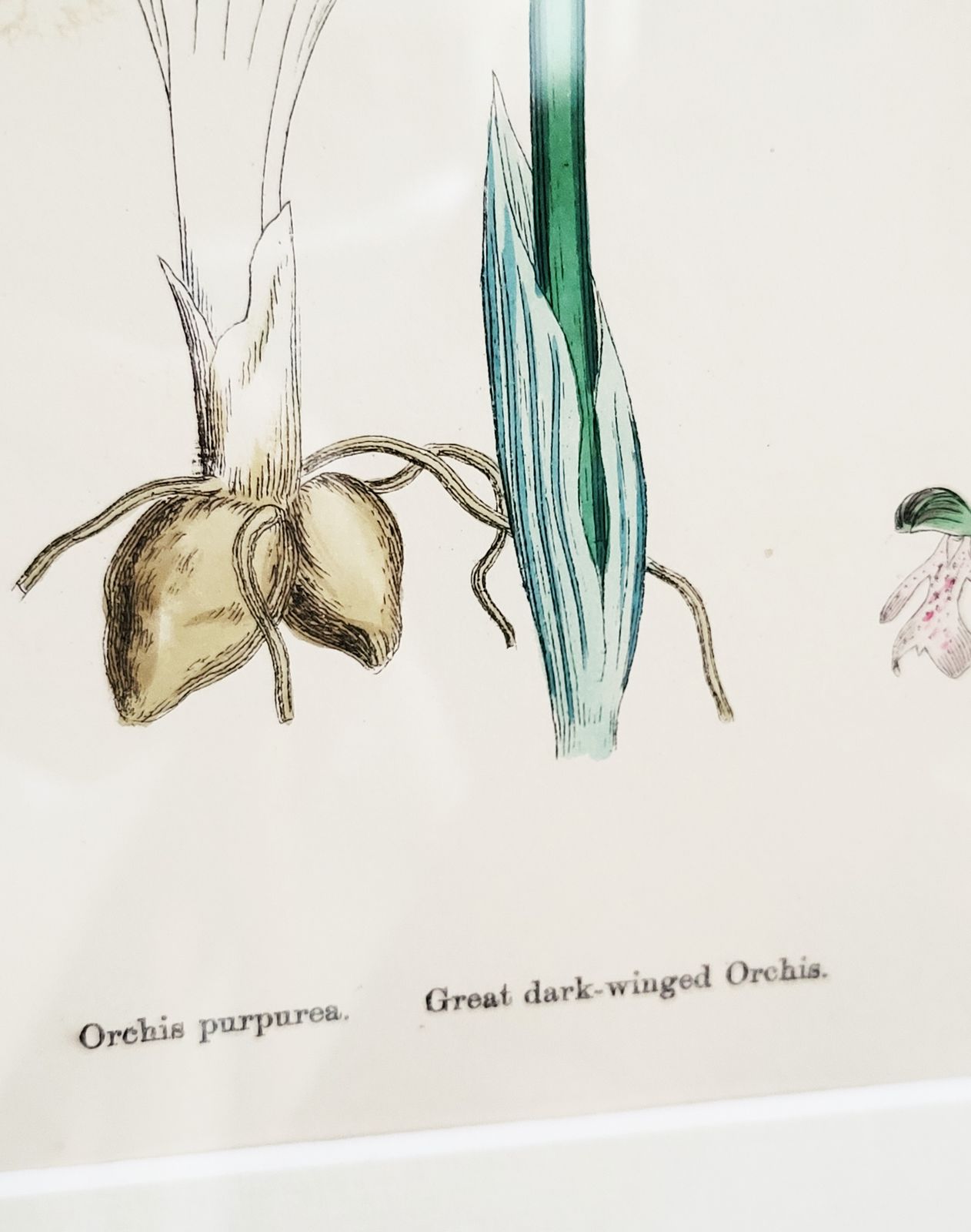 photo for sale Framed Set (No. 1) Of 9 Antique Hand Coloured Orchid Prints, 19th Century