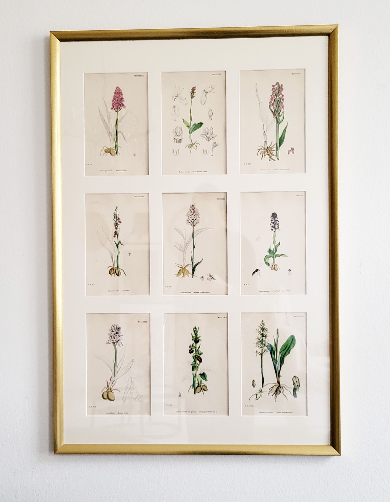 Framed Set (No. 2) Of 9 Antique Hand Coloured Orchid Prints, 19th Century photo furniture