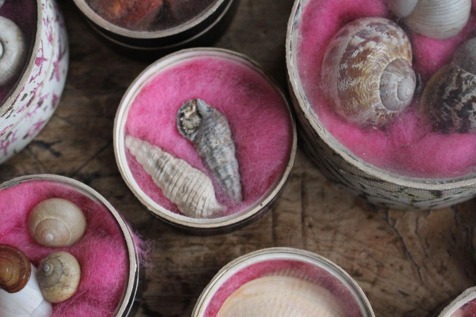 19th C Victorian Museum Conchologist Collection Shells Curio Natural History photo vinterior