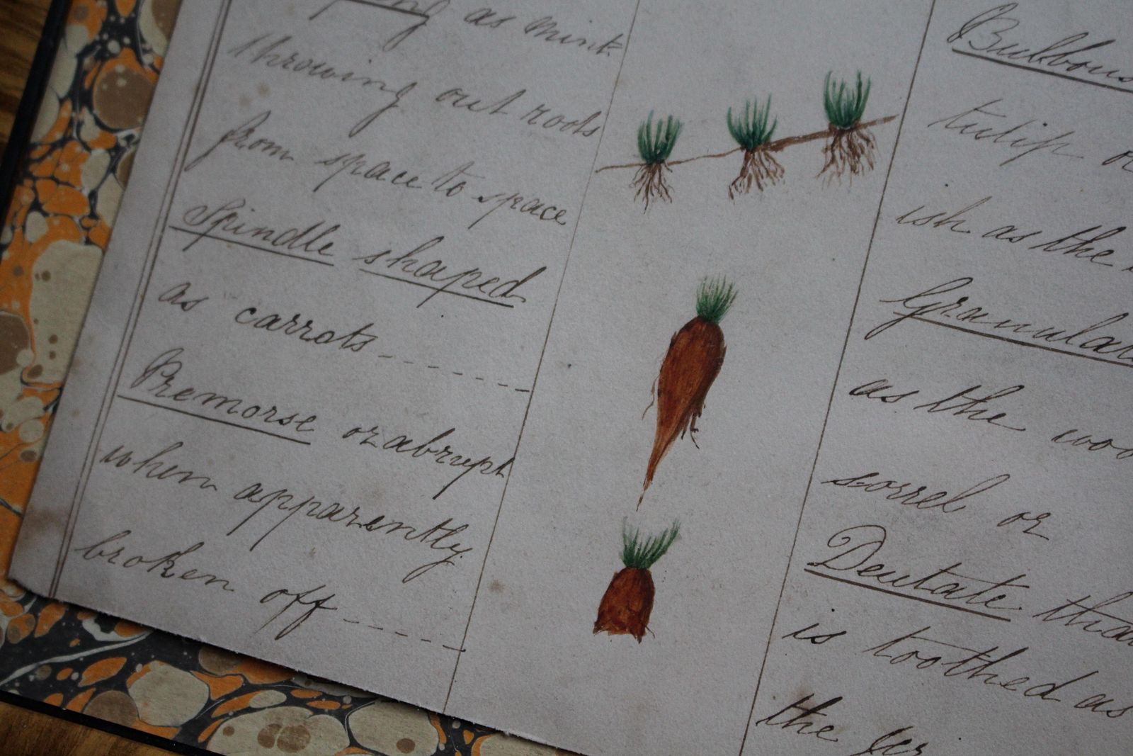 19thc American Trio Of Ink & Watercolour Botany Charts By Bessie Slater Folk Art photo Art