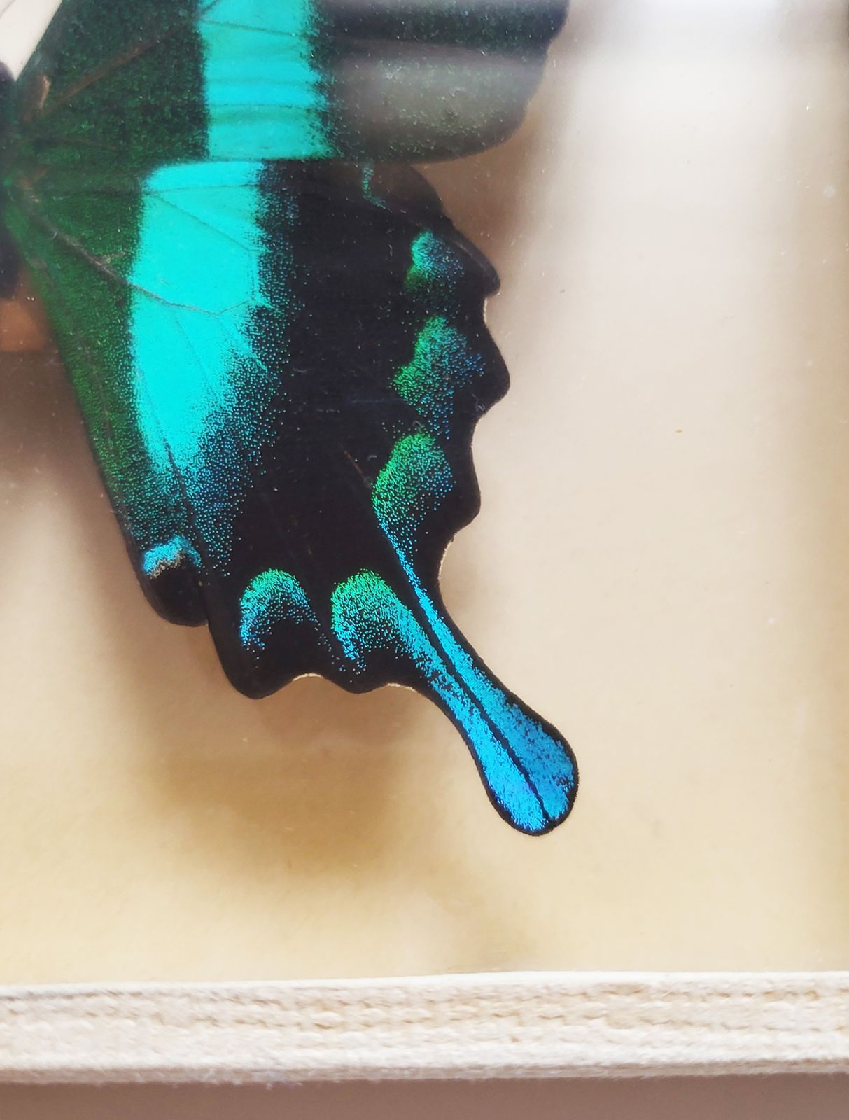 Mid Century Exotic Butterfly In Glass Case, 1960s photo 175.0