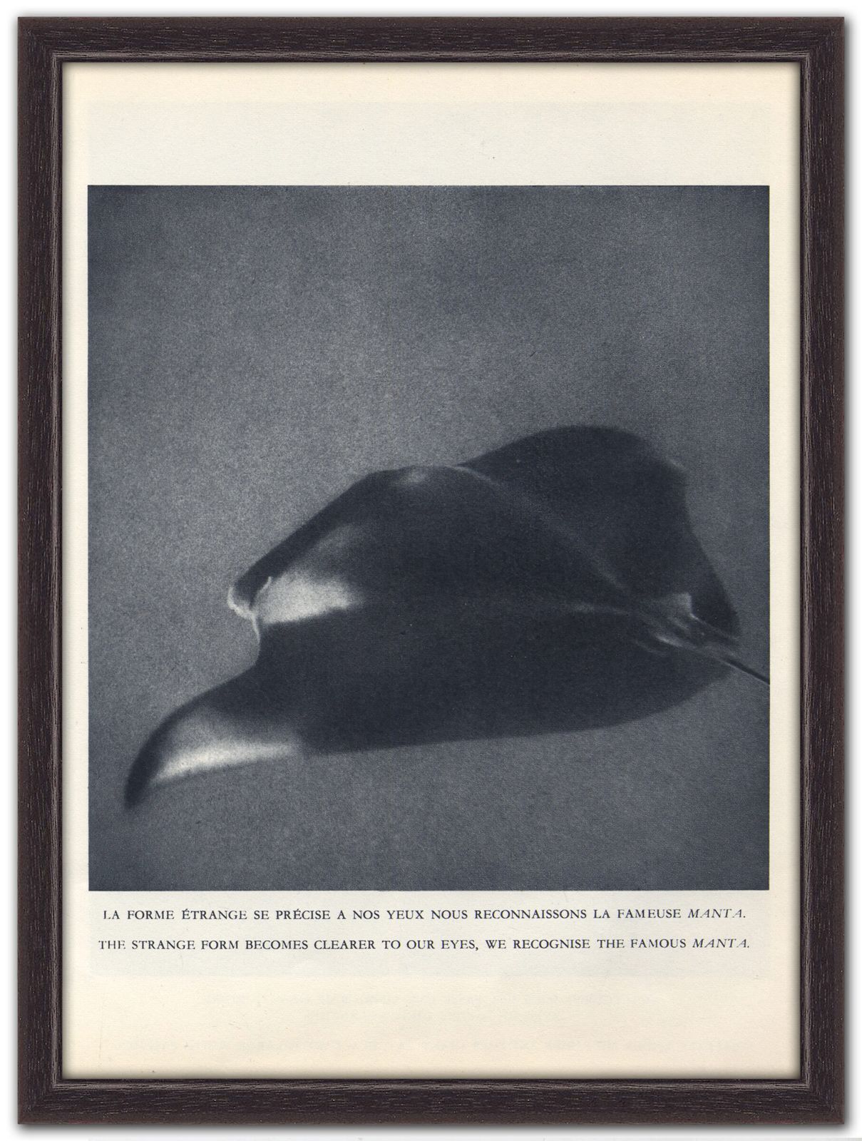 “Manta Ray”, 1955 French Heliochrome Print On Paper