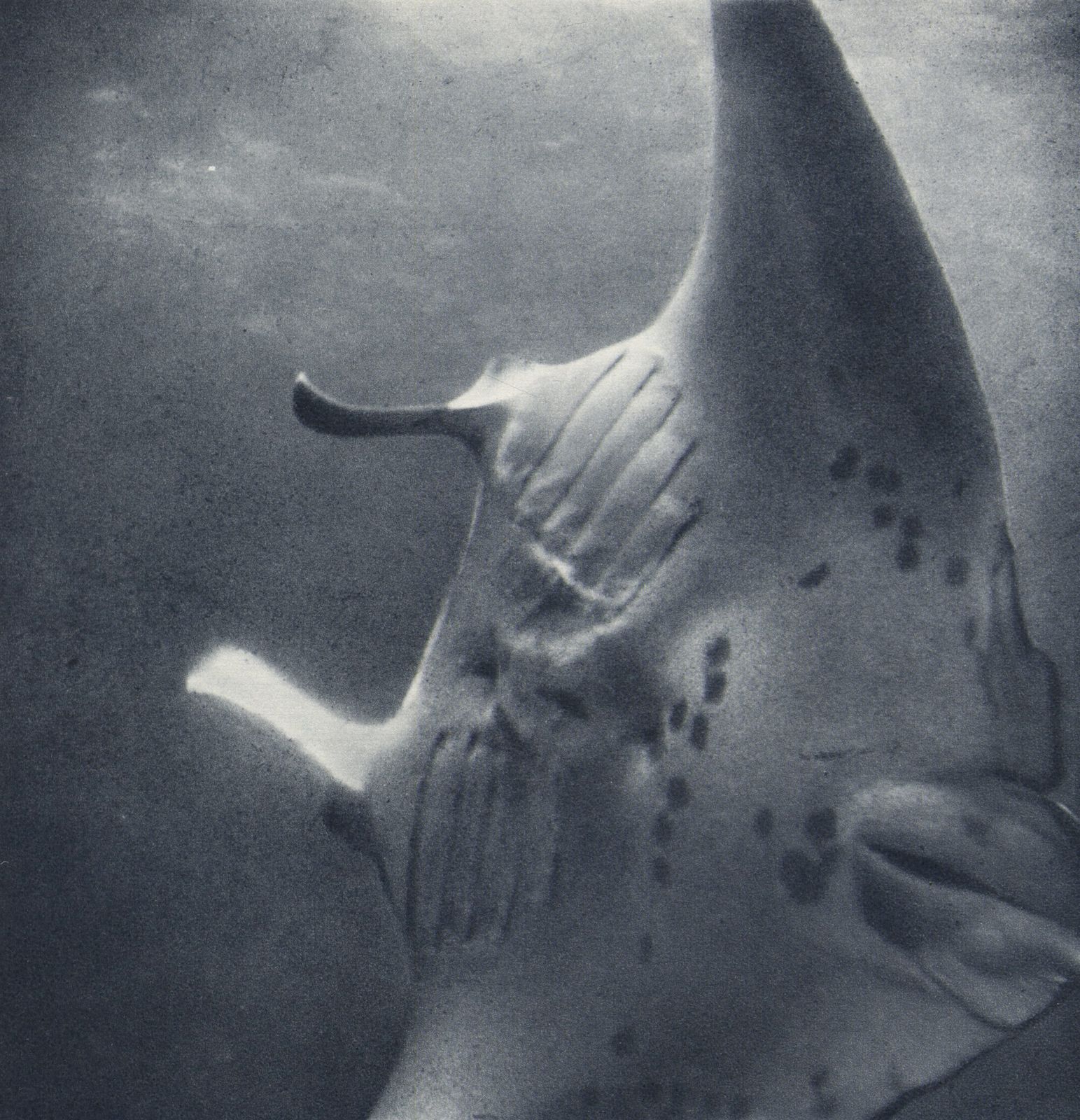“Manta Ray”, 1955 French Heliochrome Print On Paper photo furniture