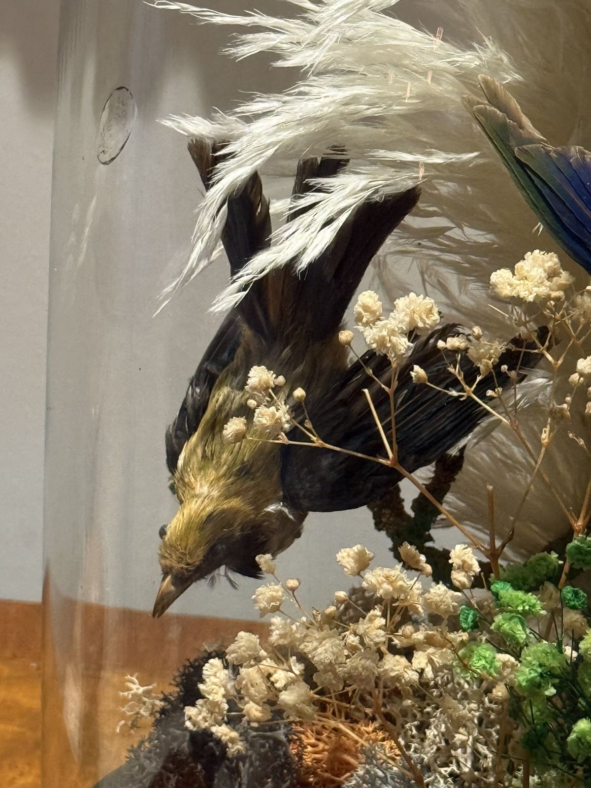 Victorian Taxidermy Dome — Exotic Tropical Birds With Pampas Grass & Coloured Moss, Ebonised Base photo for sale