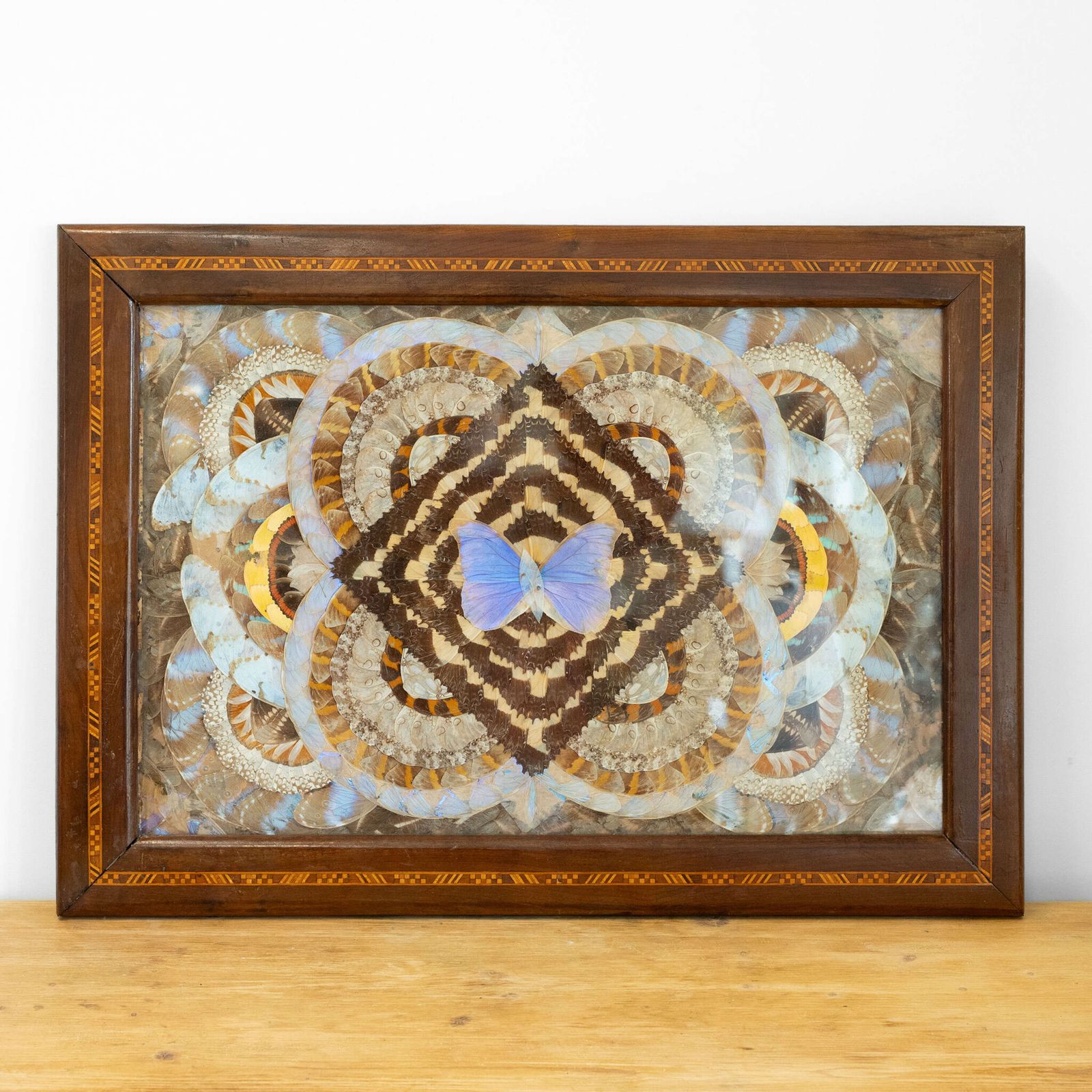 1950’s Brazilian Framed Butterfly Wings