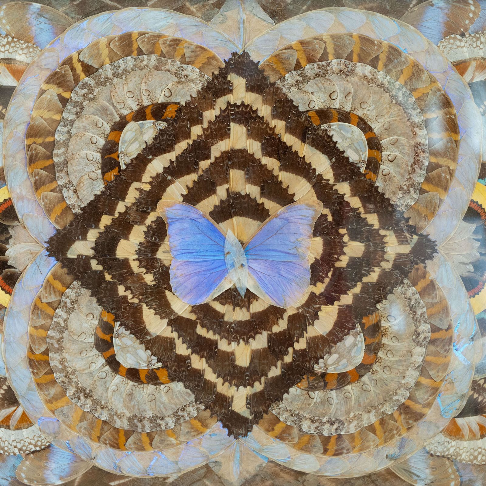 1950’s Brazilian Framed Butterfly Wings photo furniture