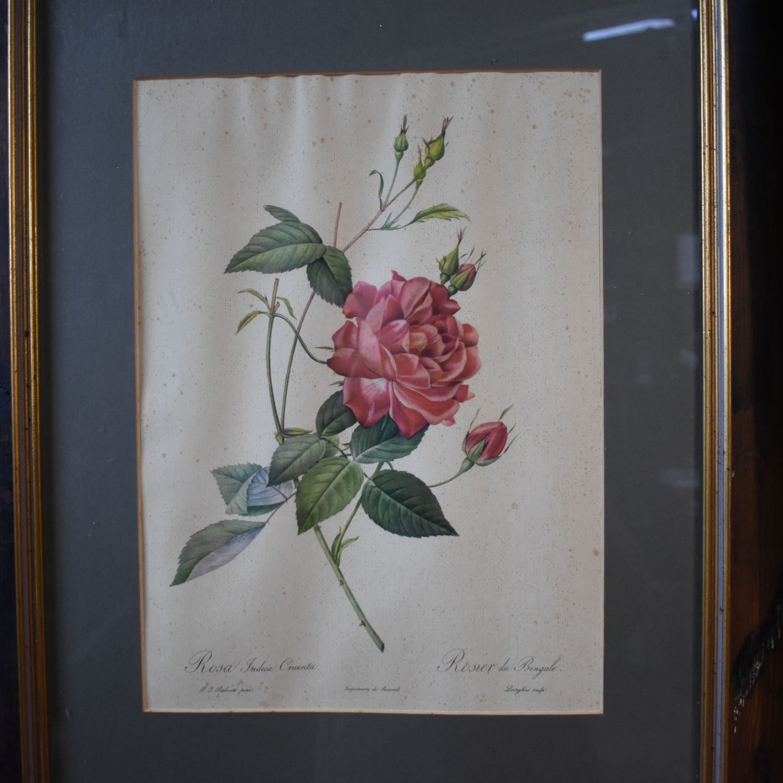 Vintage Mid Century Pierre Joseph Redoute Botanicals Rose Prints Set Of 8 photo buy