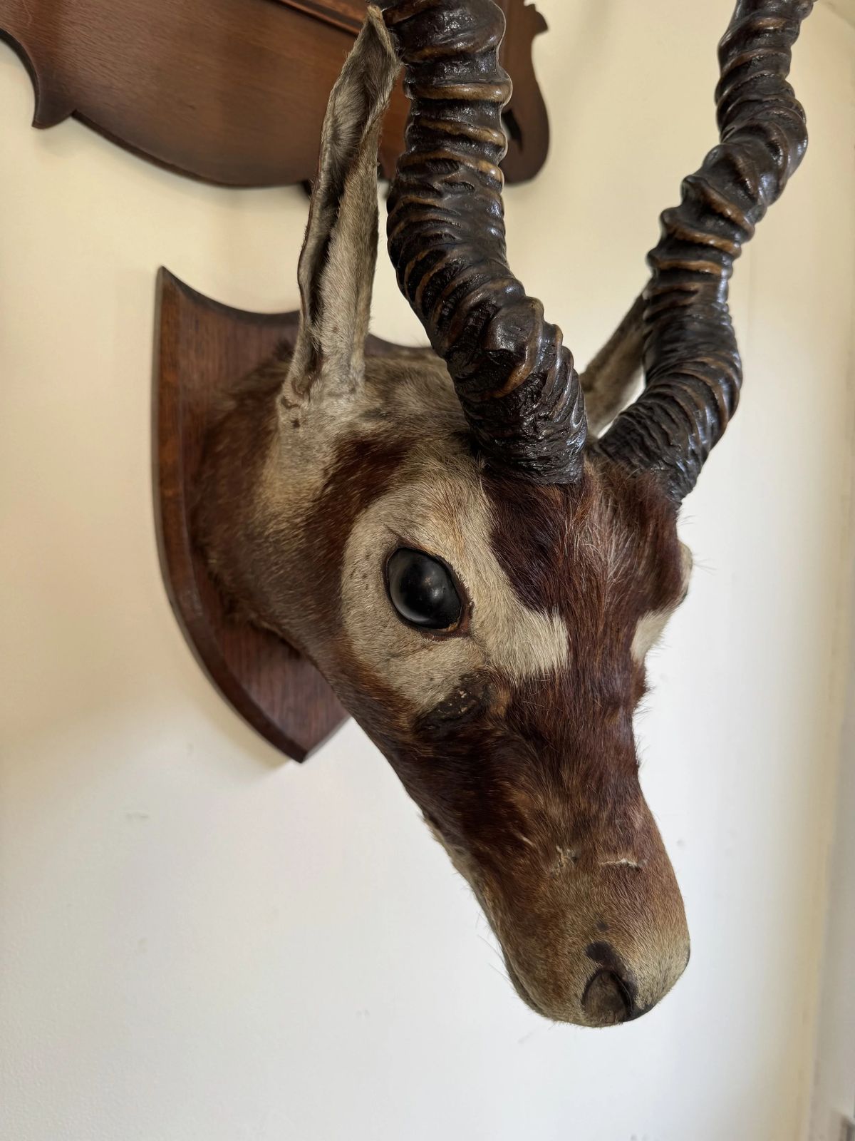 Antique C.1900 Taxidermy Indian Blackbuck Adult Antelope Mounted Head With Antlers On Shield photo for sale