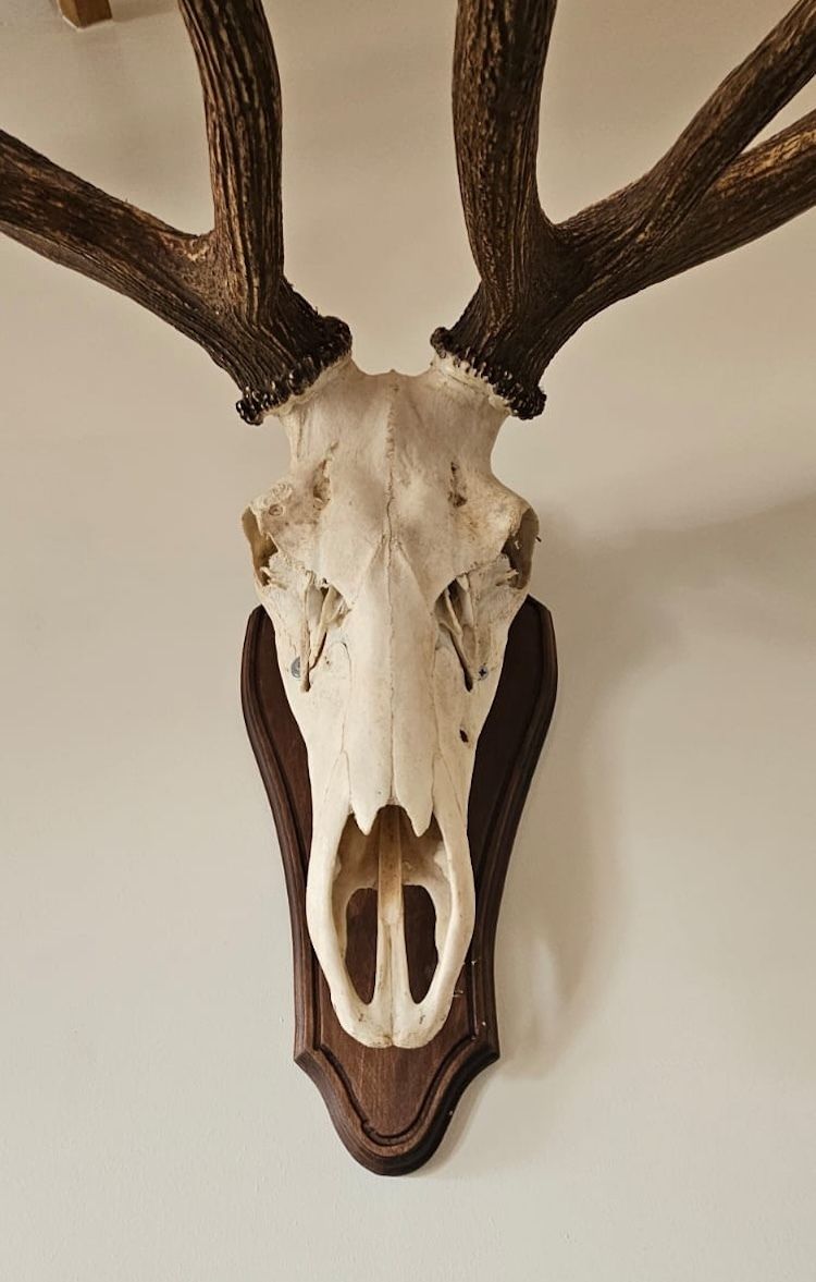 Mounted Imperial Stag Skull And Antlers   Large, Excellent Condition photo furniture