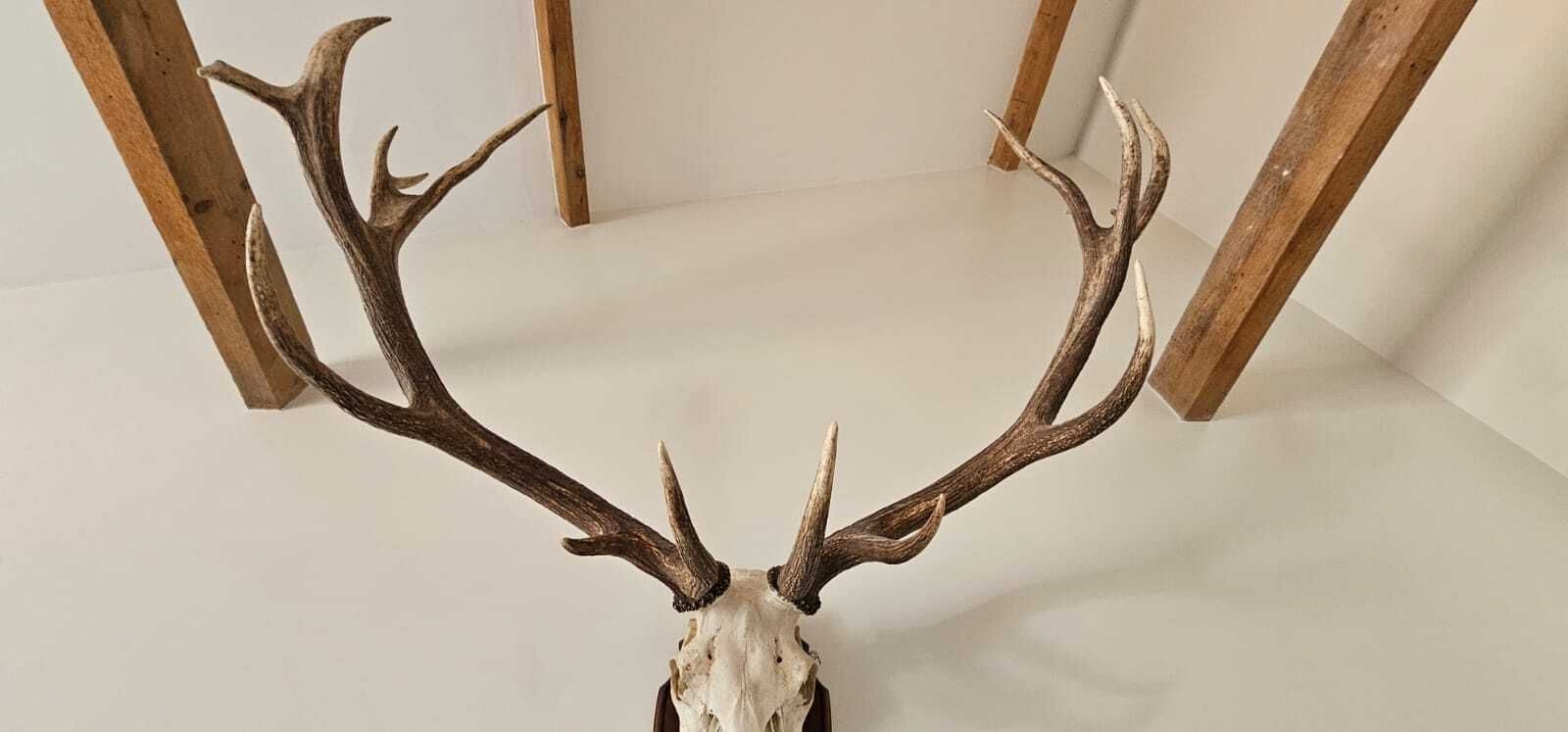 Mounted Imperial Stag Skull And Antlers   Large, Excellent Condition photo 420.0