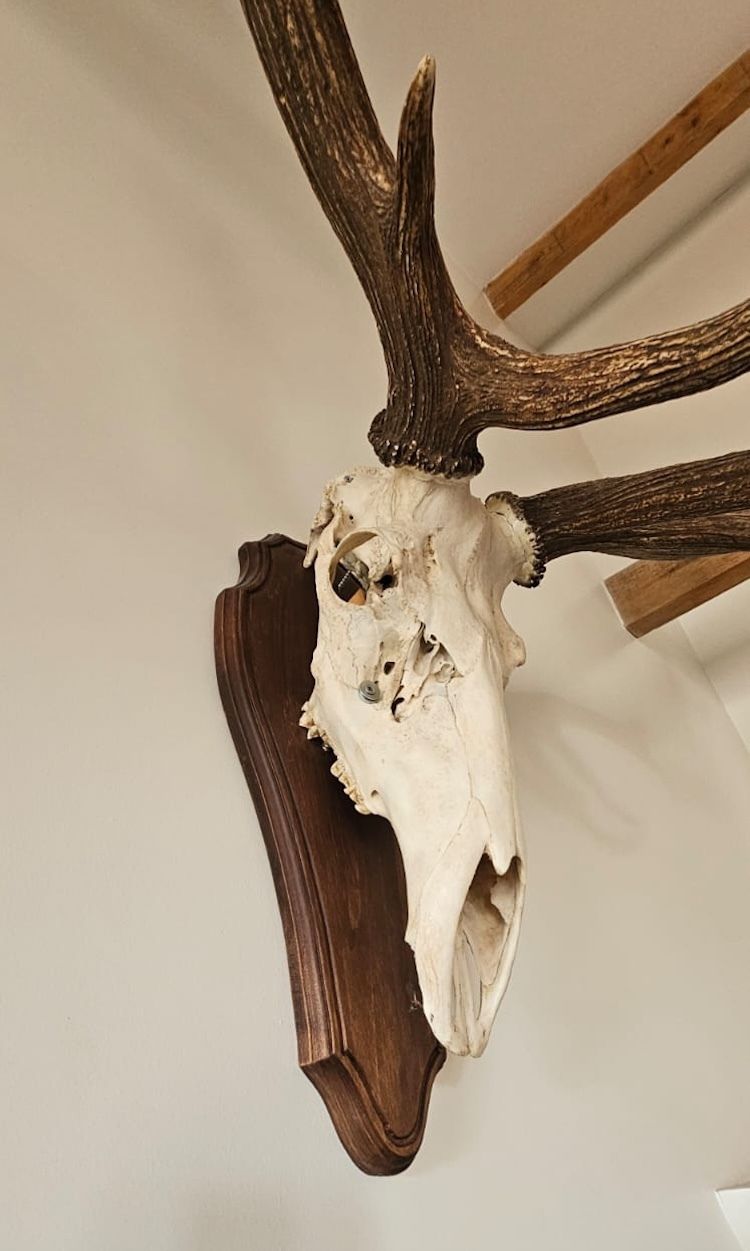 Mounted Imperial Stag Skull And Antlers   Large, Excellent Condition photo vinterior