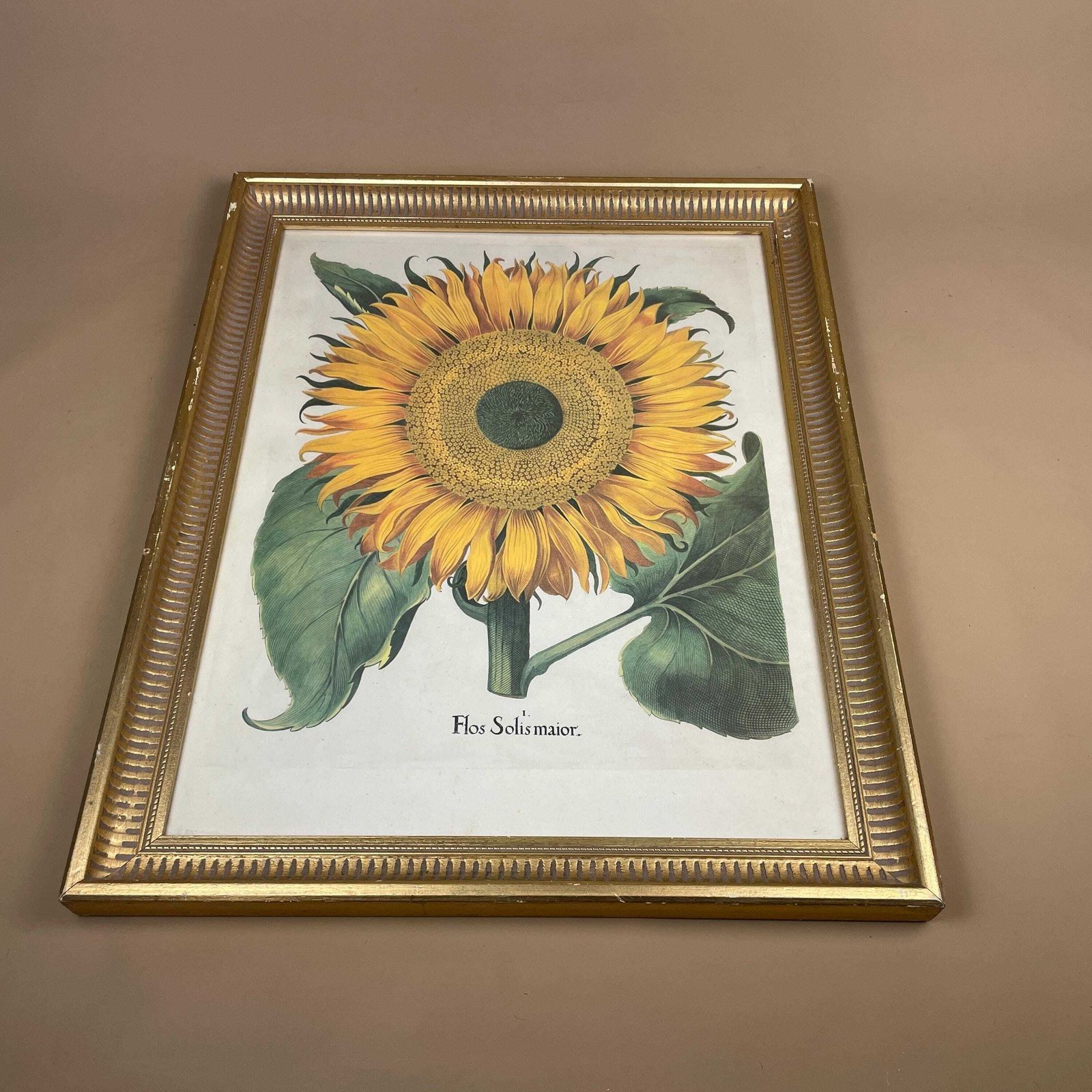 Sunflower Botanical Print Picture Flos Solis Framed Gold Vintage Wall Art Antique Style Garden Flower Decor Vibrant Yellow Green Decorative photo furniture