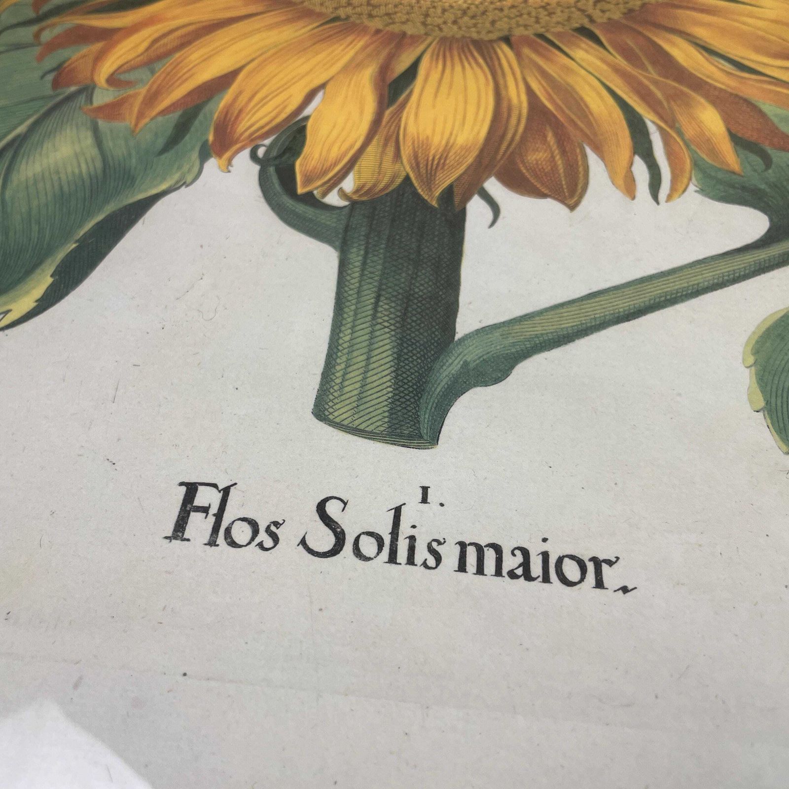 Sunflower Botanical Print Picture Flos Solis Framed Gold Vintage Wall Art Antique Style Garden Flower Decor Vibrant Yellow Green Decorative photo 185.0