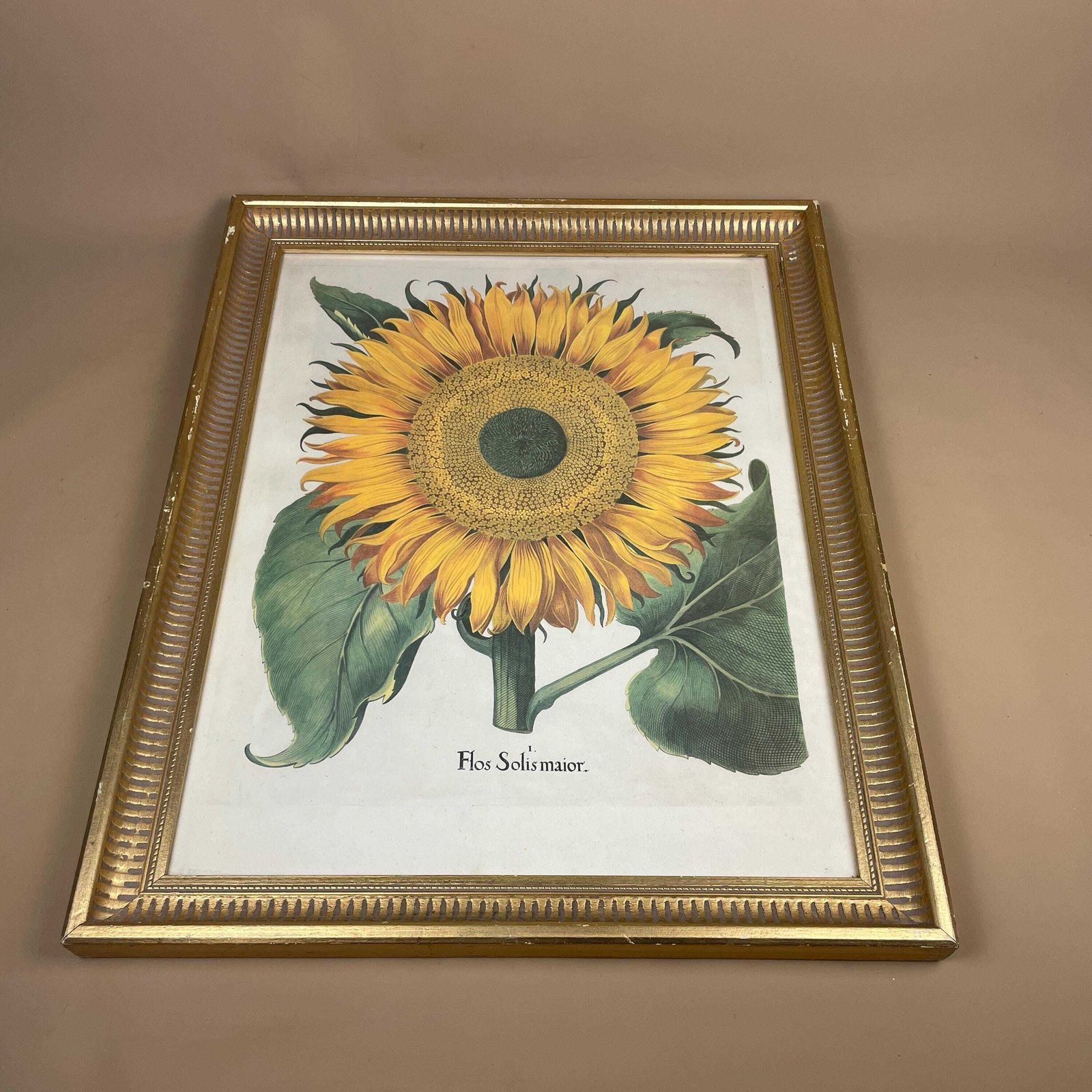 185.0 Sunflower Botanical Print Picture Flos Solis Framed Gold Vintage Wall Art Antique Style Garden Flower Decor Vibrant Yellow Green Decorative photo