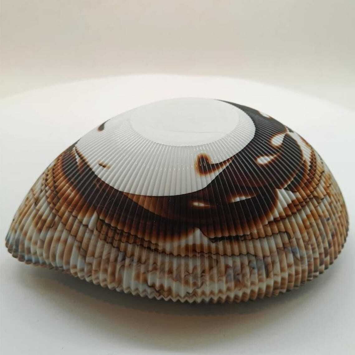 Home Decor 1970s Shell Ashtray   Empty Pocket In Hand Worked Murano Art Glass. Made In Italy. Original Label   18 Cm / 7.08 Inches. photo