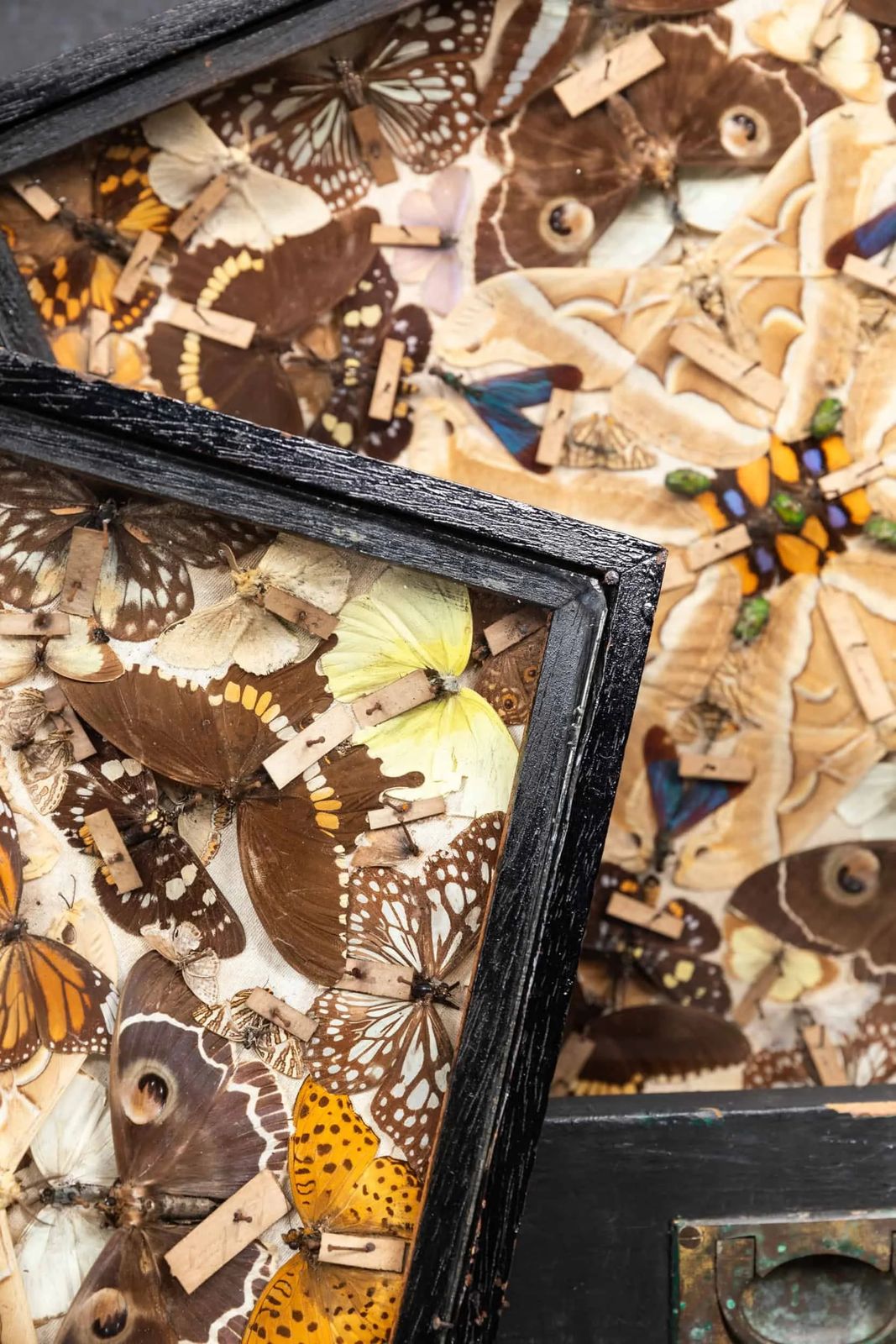 Antique Glazed Entomology Butterfly Display Cases photo for sale