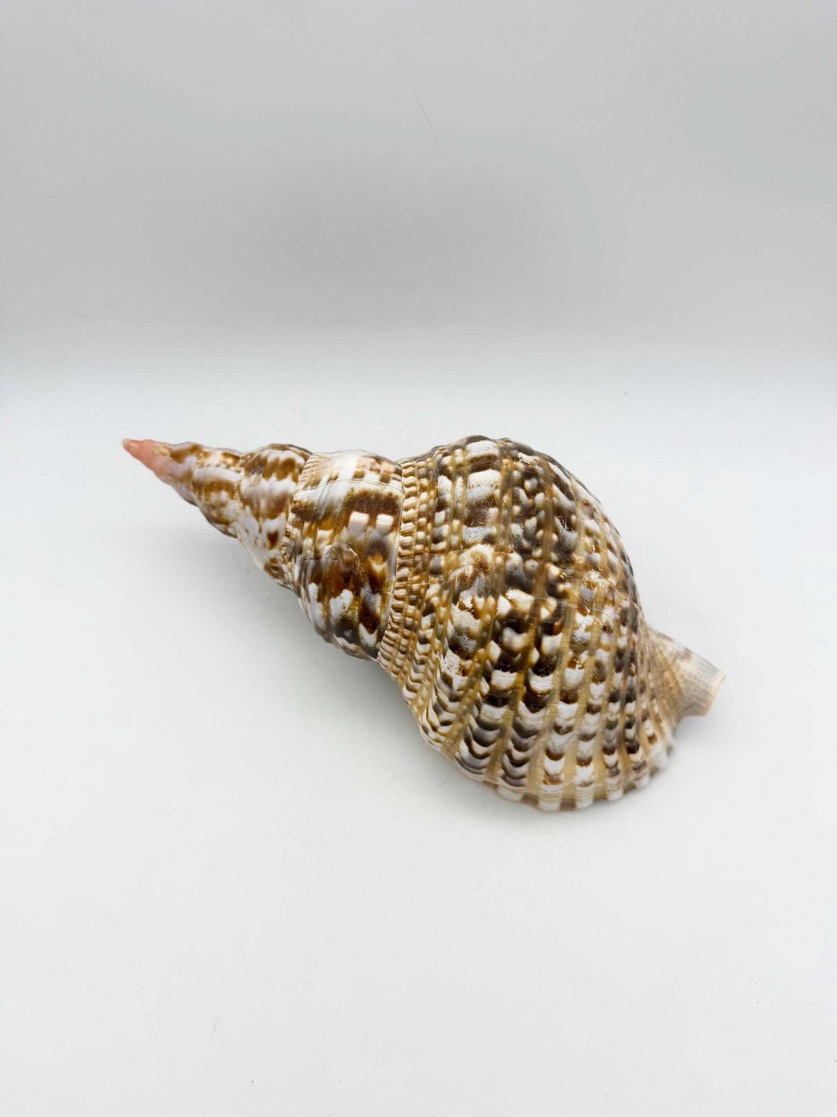 Triton Trumpet Conch Shell, Large Natural Conch, Coastal Home Decor photo for sale