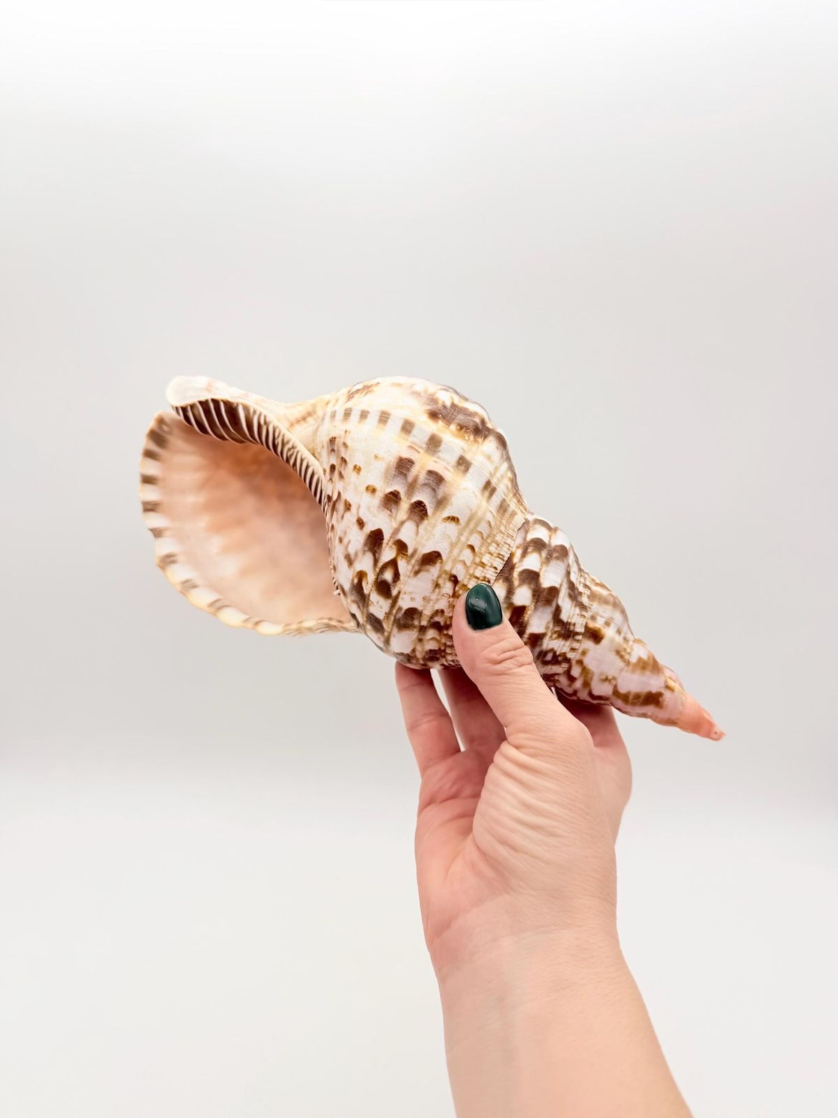 Home Decor Triton Trumpet Conch Shell, Large Natural Conch, Coastal Home Decor photo