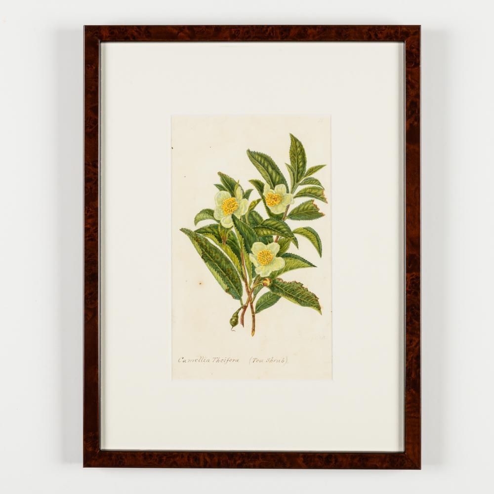 photo furniture A Collection Of Fourteen Early 20th Century  North American Botanical Watercolours