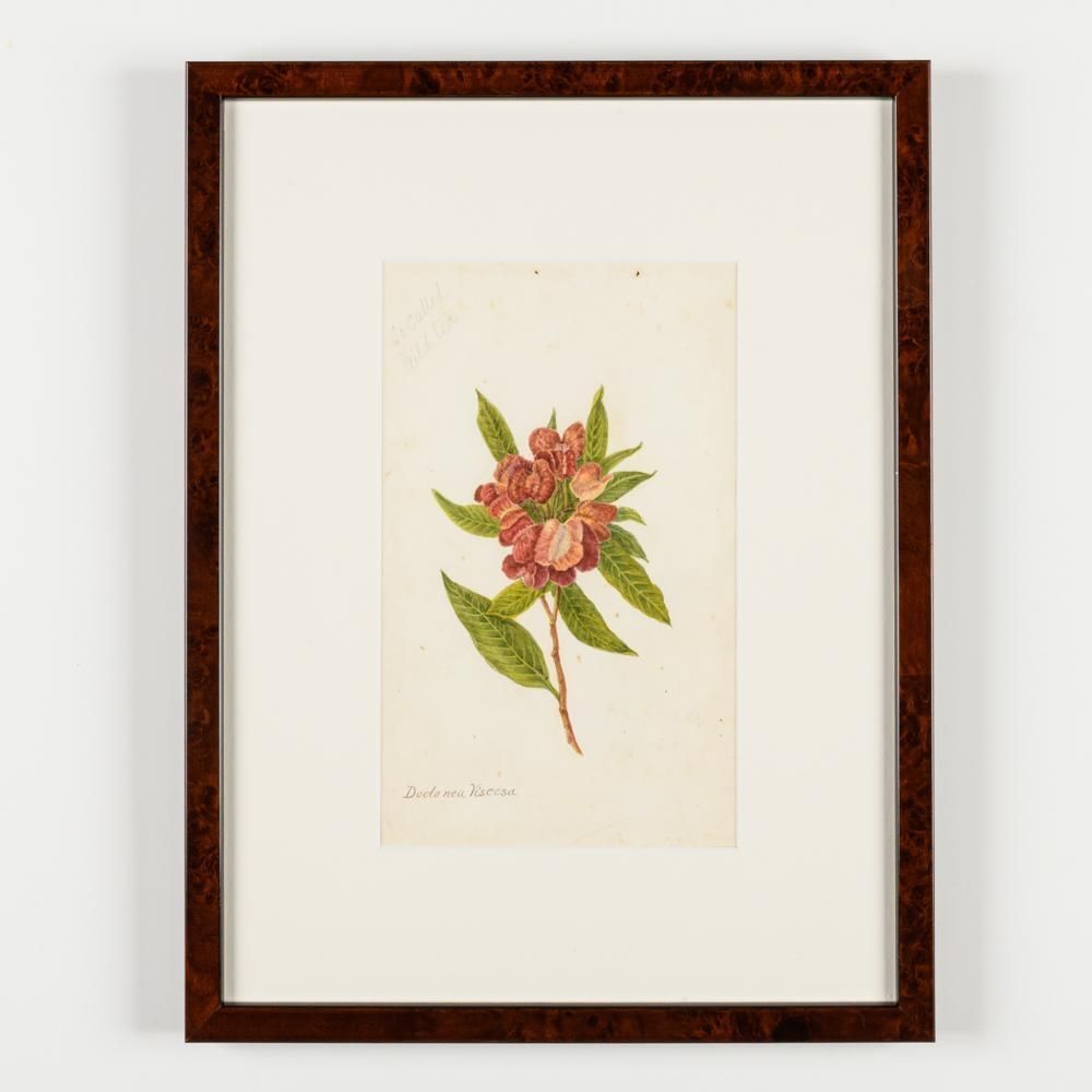 photo for sale A Collection Of Fourteen Early 20th Century  North American Botanical Watercolours