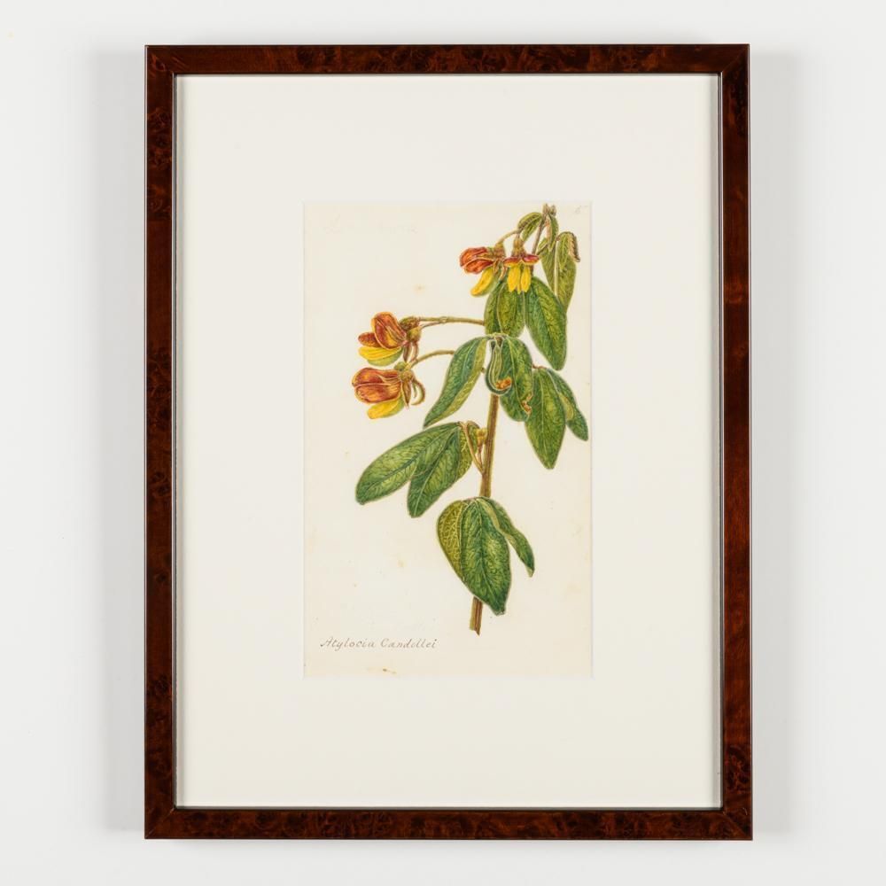 2400.0 A Collection Of Fourteen Early 20th Century  North American Botanical Watercolours photo