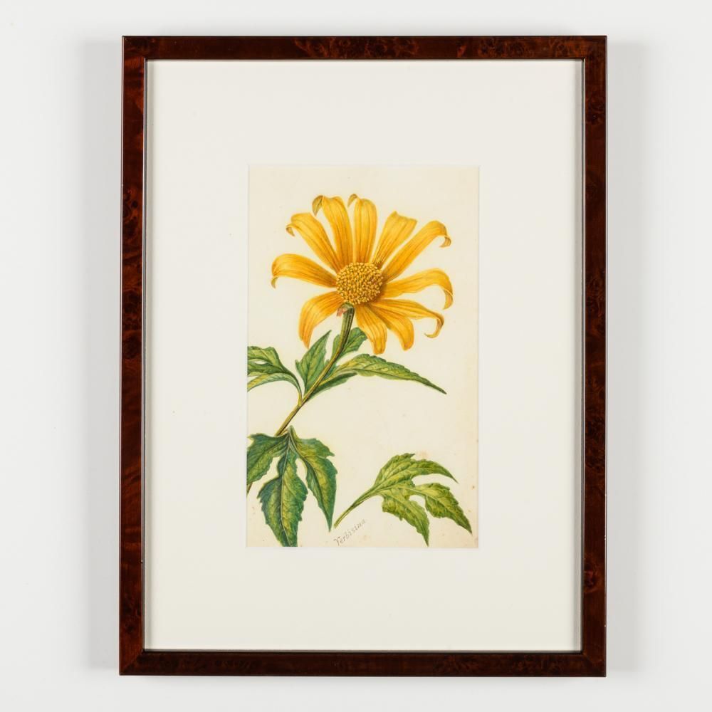 photo buy A Collection Of Fourteen Early 20th Century  North American Botanical Watercolours