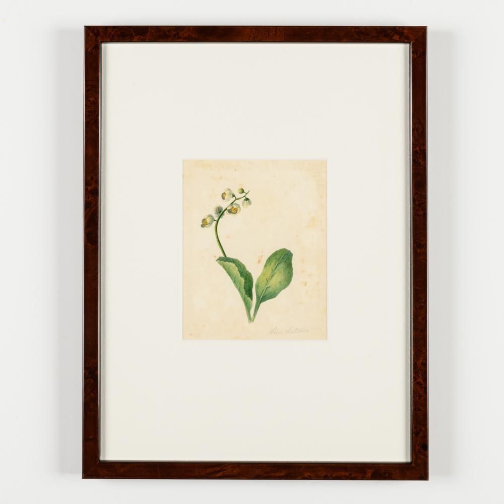 North American Botanical Watercolours Of Flowers photo furniture
