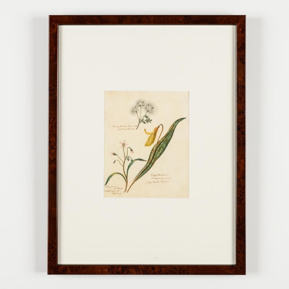 North American Botanical Watercolours Of Flowers photo vinterior