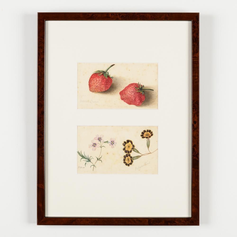 photo vinterior North American Botanical Watercolours Of Flowers
