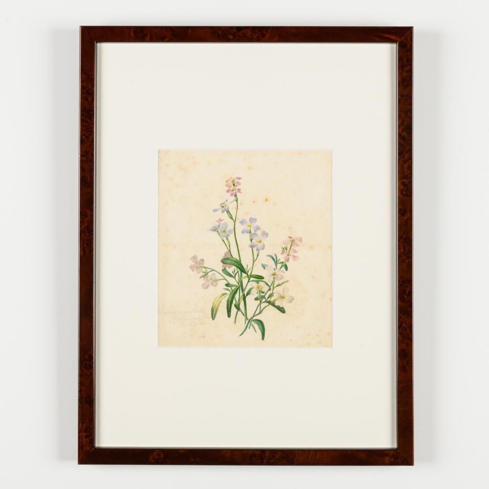 photo buy North American Botanical Watercolours Of Flowers