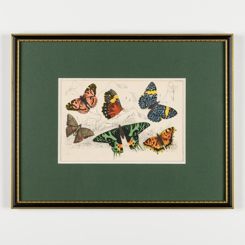 A Collection Of  Hand Coloured Etchings Of Birds, Butterflies, And Beetles photo Art