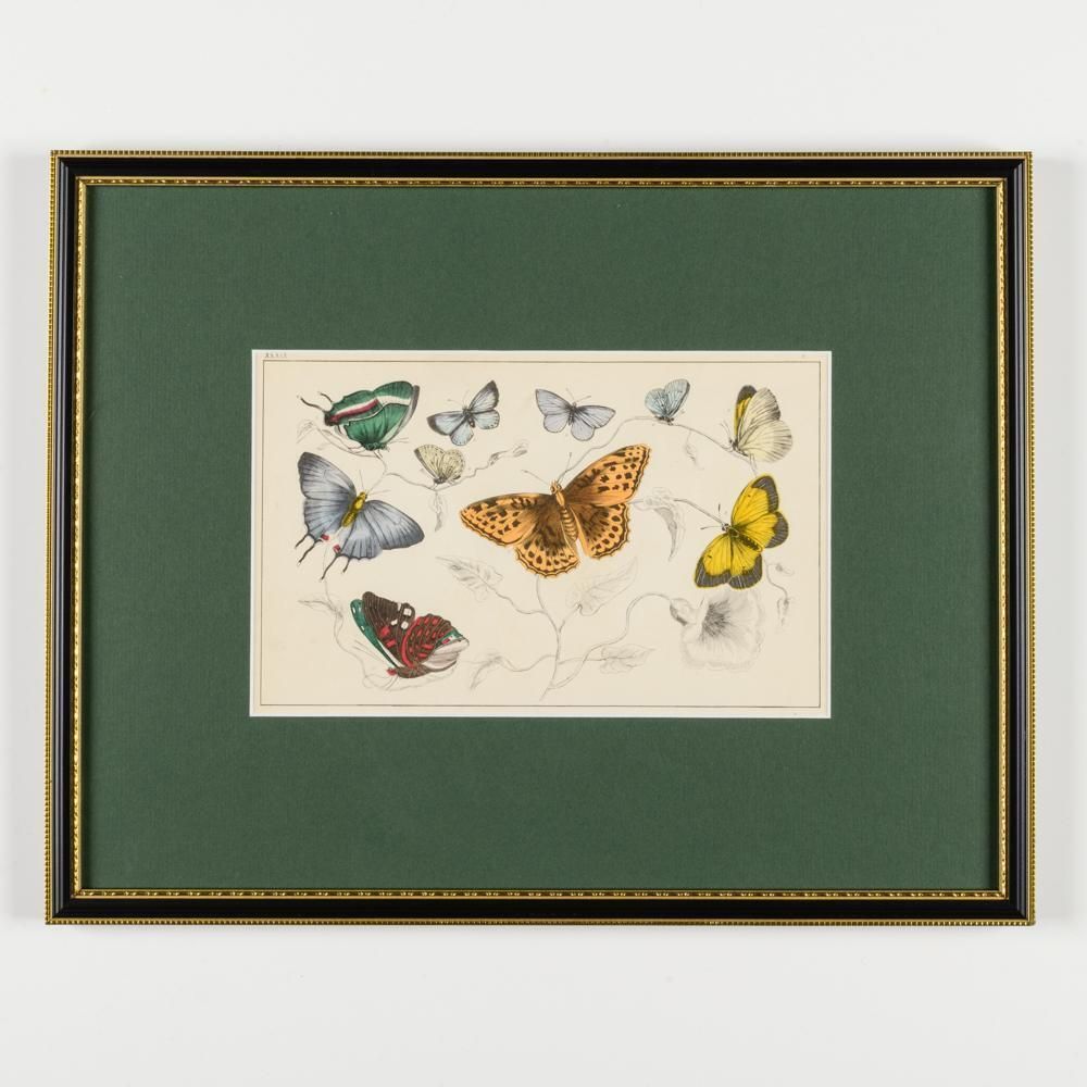 A Collection Of  Hand Coloured Etchings Of Birds, Butterflies, And Beetles photo 2940.0