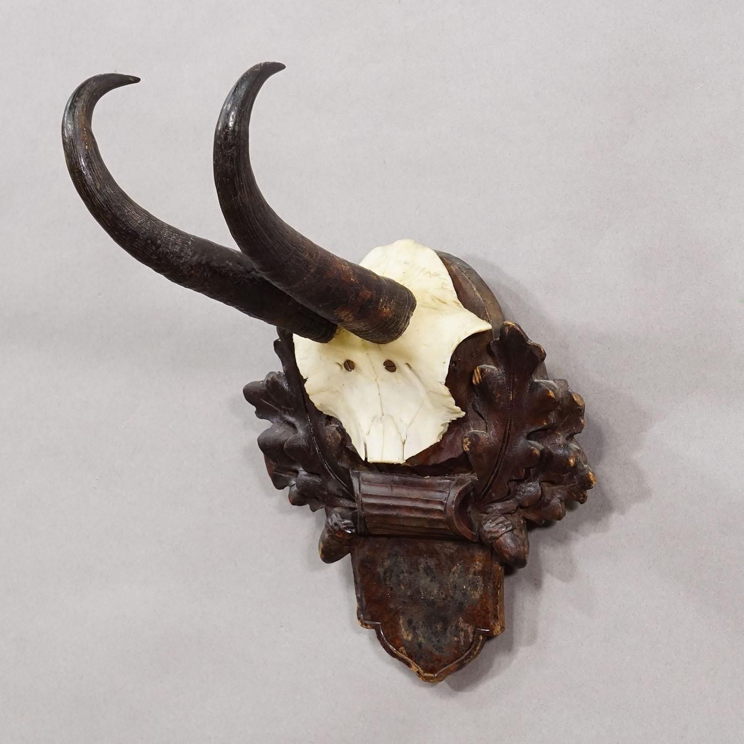 Antique Chamois Trophy On Carved Plaque, Germany Ca. 1900 photo Home Decor