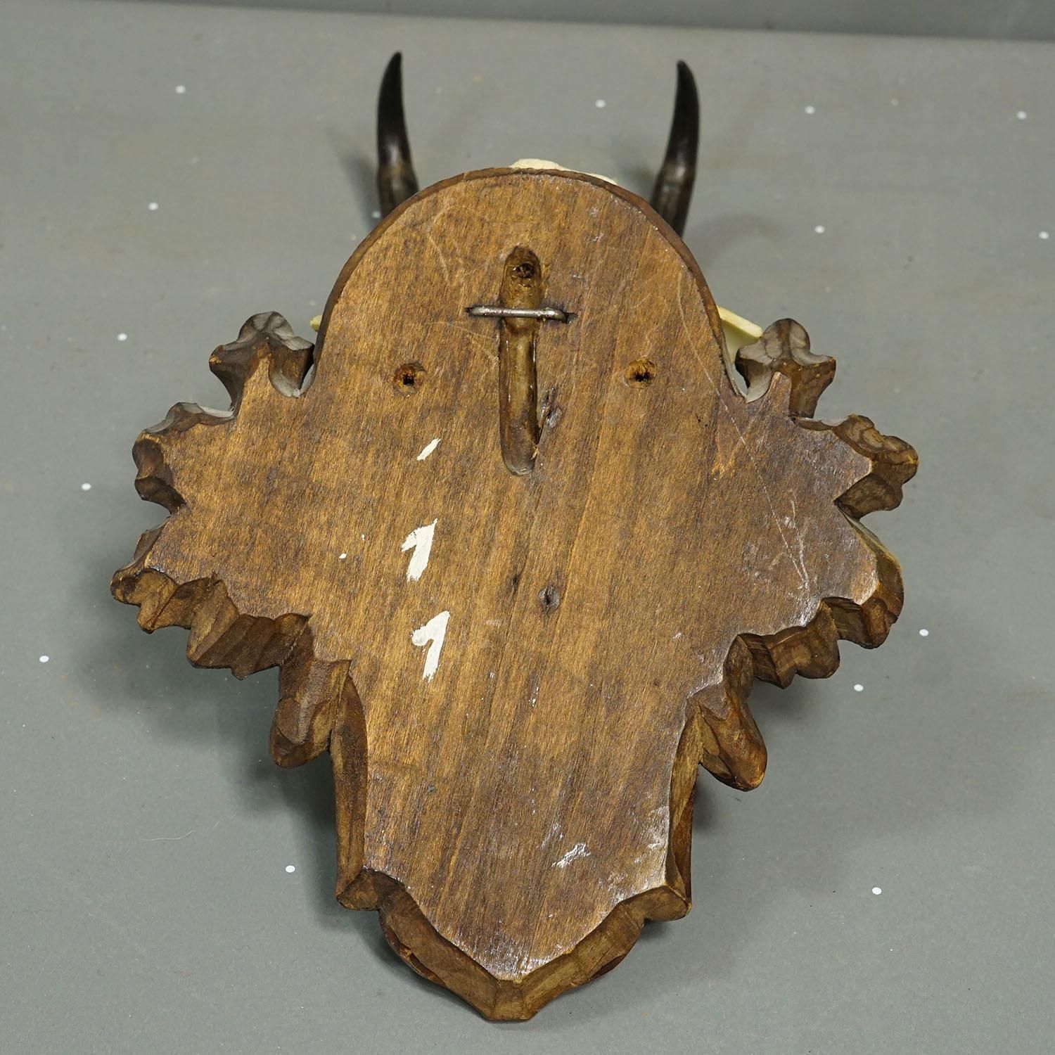 Antiek Gems­Trofee Op Gesneden Plaquette, Duitsland, Ca. 1900 photo vinterior
