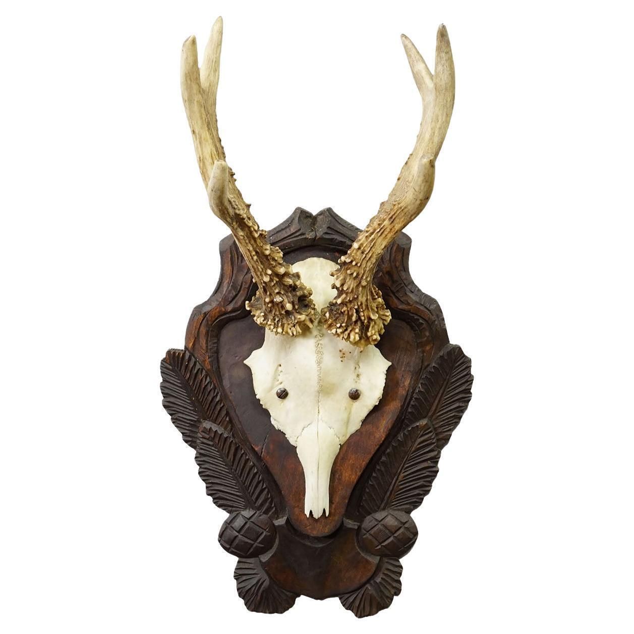 Antique Black Forest Red Deer Trophy On Carved Plaque Ca. 1930s