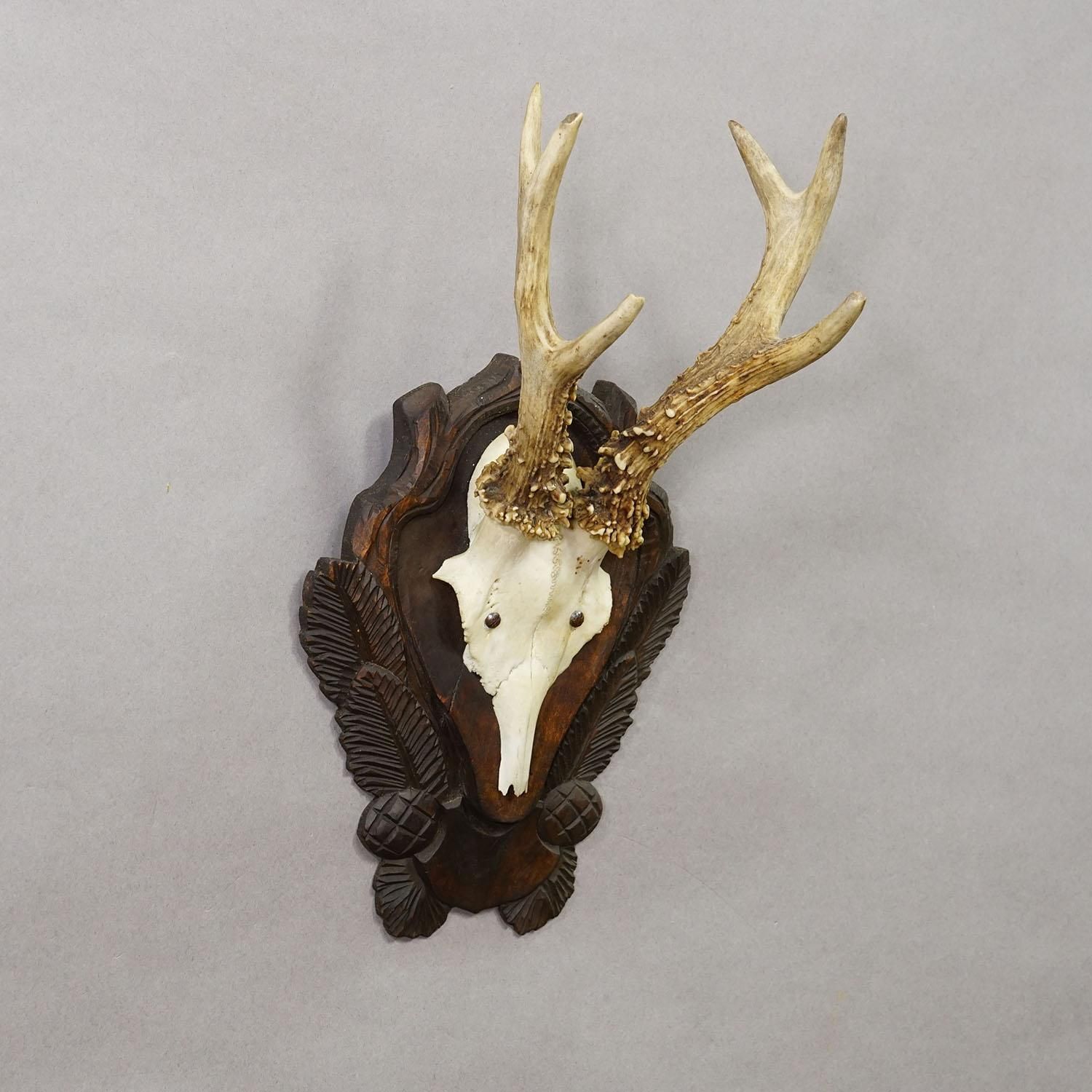 Antique Black Forest Red Deer Trophy On Carved Plaque Ca. 1930s photo Home Decor
