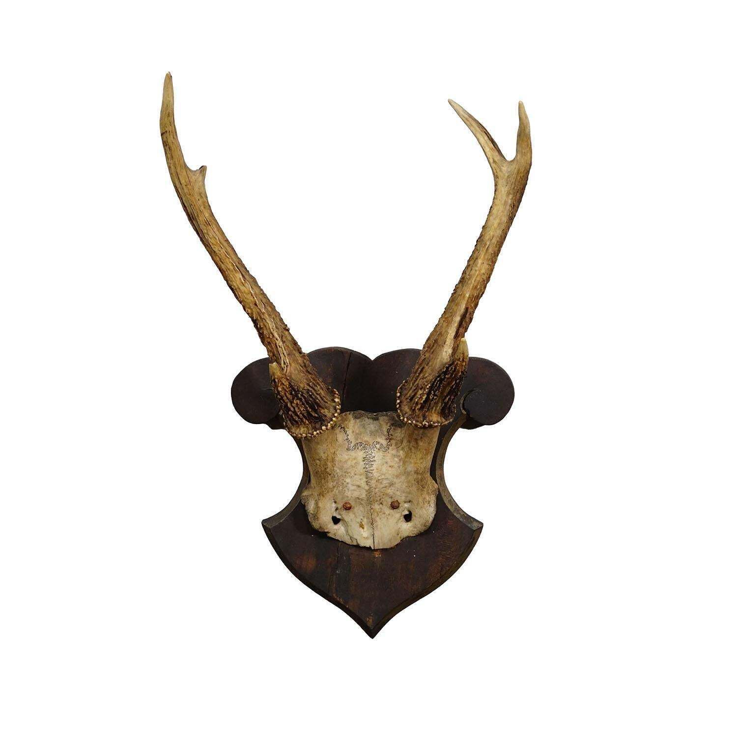 Antique 6 Pointer Siberian Deer Trophy On Wooden Plaque, Ca. 1940s photo furniture