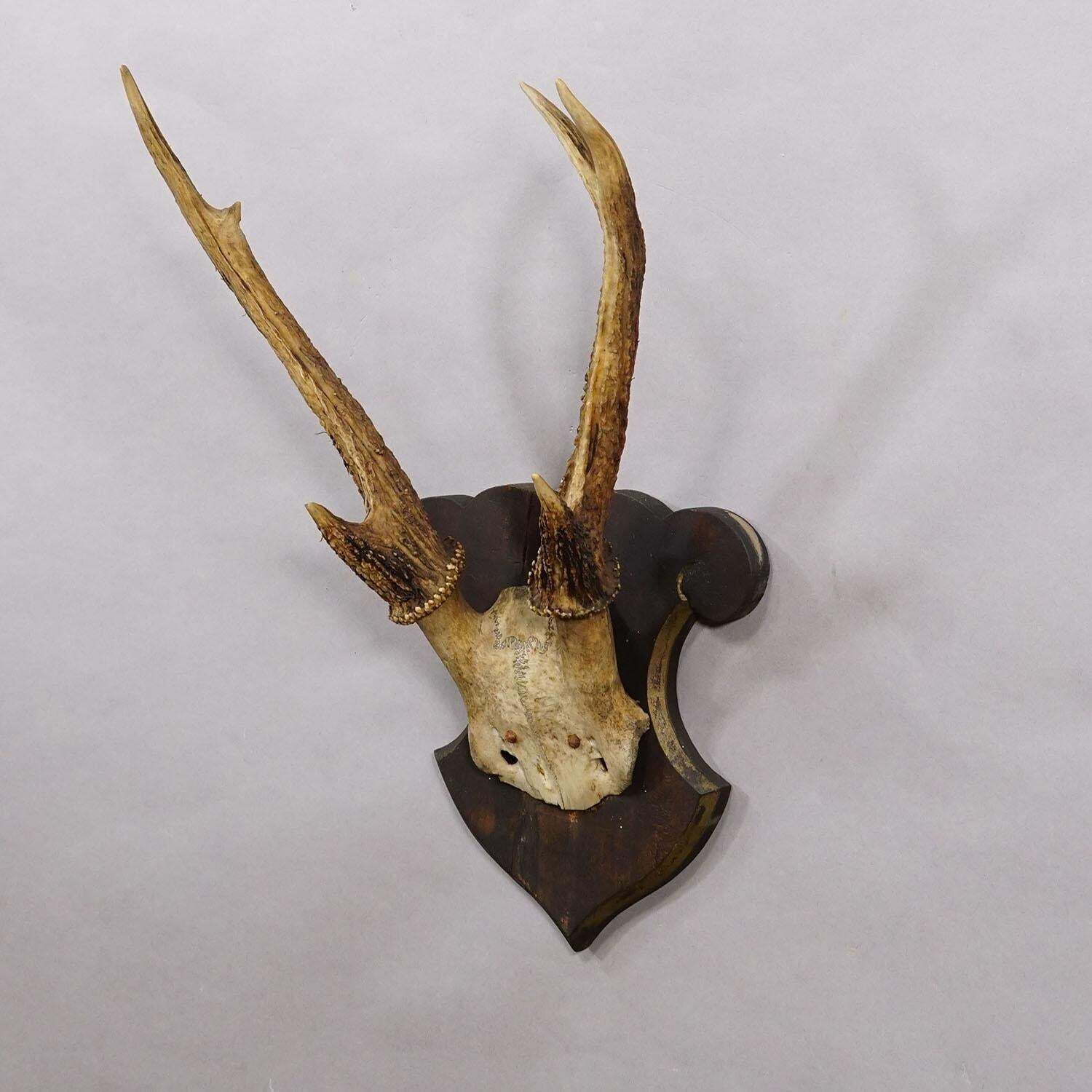 Antique 6 Pointer Siberian Deer Trophy On Wooden Plaque, Ca. 1940s photo for sale