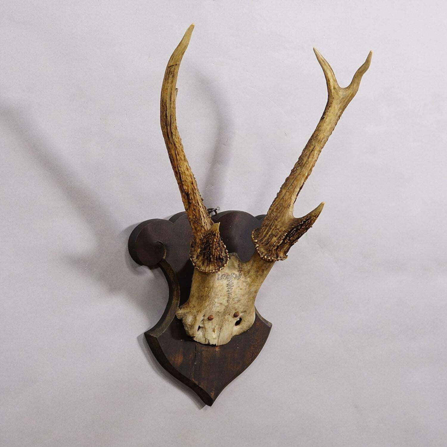 Antique 6 Pointer Siberian Deer Trophy On Wooden Plaque, Ca. 1940s photo Home Decor