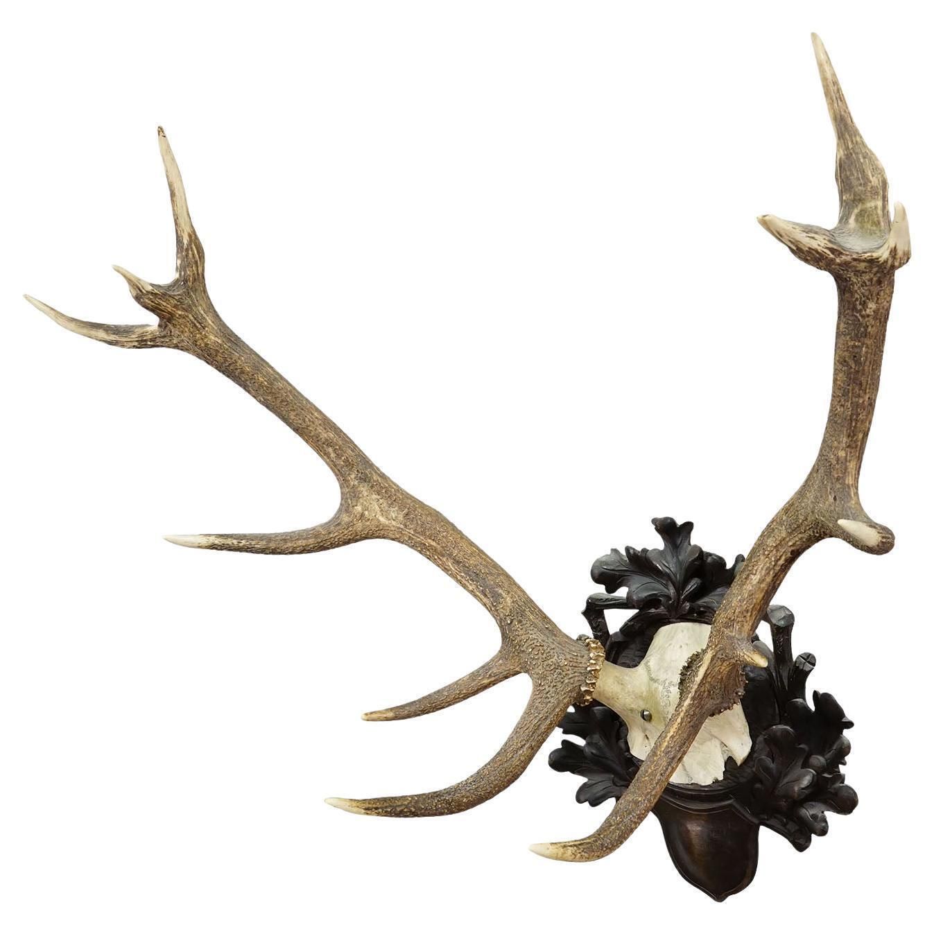 Big Black Forest 12 Pointer Red Deer Trophy On Carved Plaque   Germany 1930