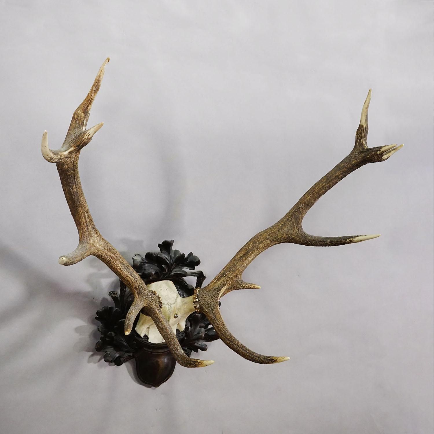 Big Black Forest 12 Pointer Red Deer Trophy On Carved Plaque   Germany 1930 photo Home Decor