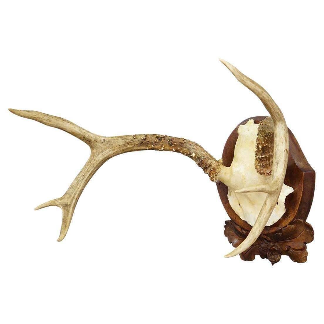 Antique White Tailed Deer Trophy On Carved Plaque   Germany 1930s