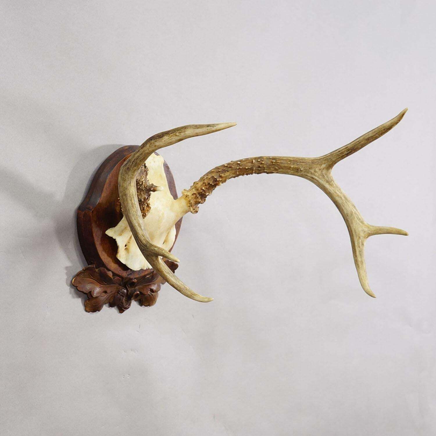 Antique White Tailed Deer Trophy On Carved Plaque   Germany 1930s photo for sale